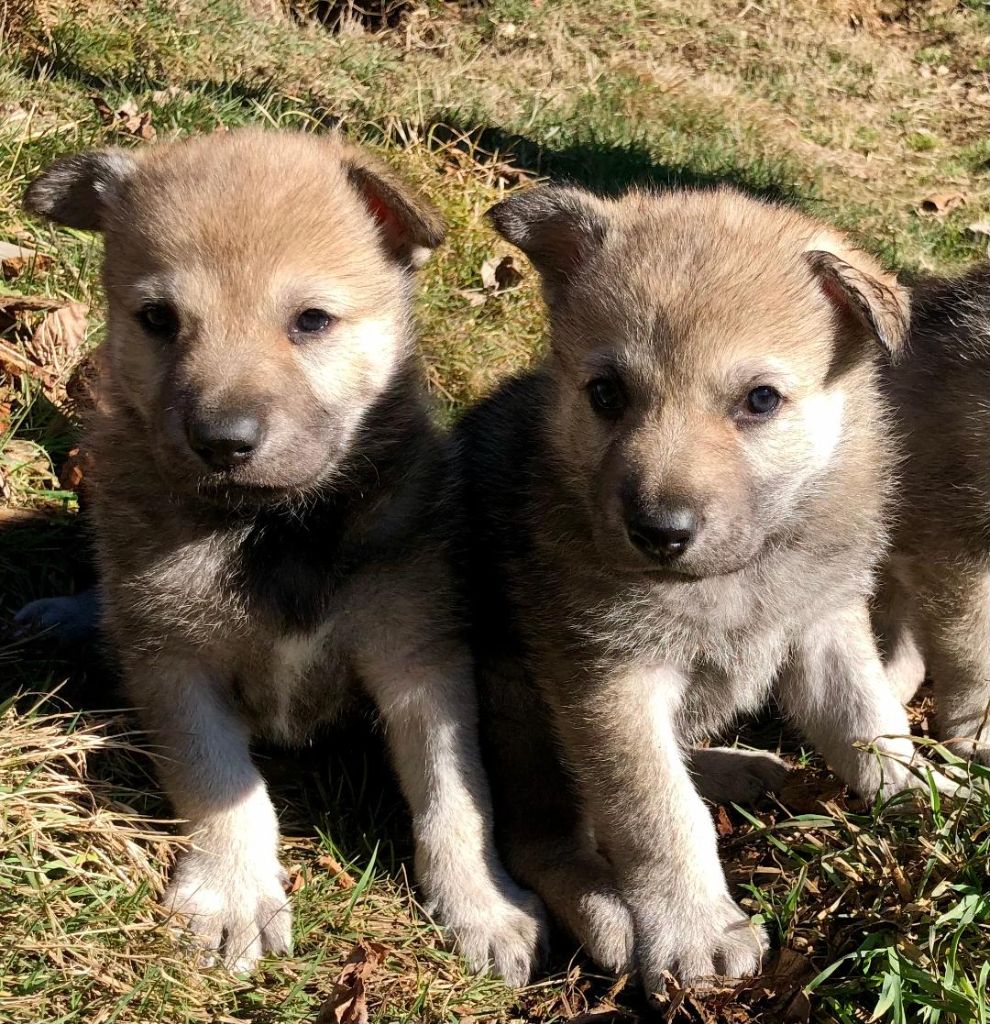 chiot Chien-loup tchecoslovaque Nicolas Tournaire 